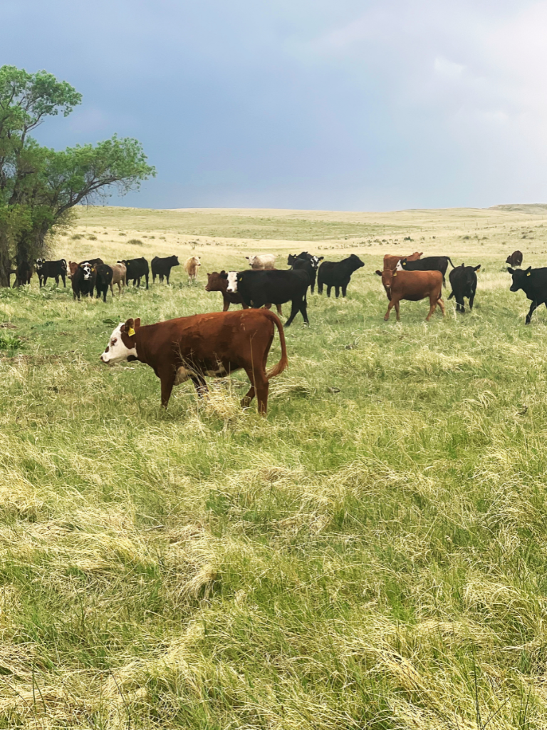 cows